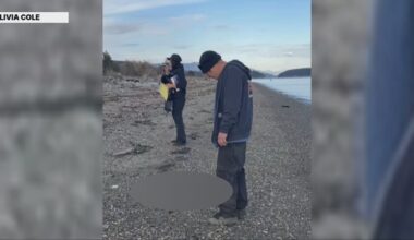 Canines found washed ashore on Guemes Island were foxes from a farm outside WA – KIRO 7 News Seattle