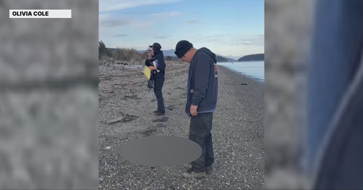Canines found washed ashore on Guemes Island were foxes from a farm outside WA – KIRO 7 News Seattle