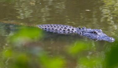 Alligator spotted in Georgia farm pond prompts warning – WSB-TV Channel 2