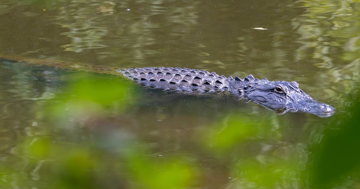 Alligator spotted in Georgia farm pond prompts warning – WSB-TV Channel 2