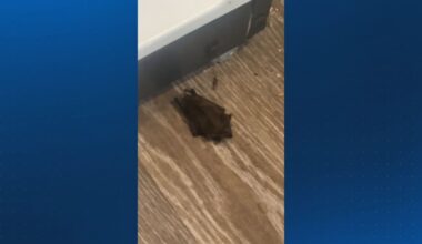 Bats spark rabies scare among UGA students, vaccine shots administered – WSB-TV Channel 2
