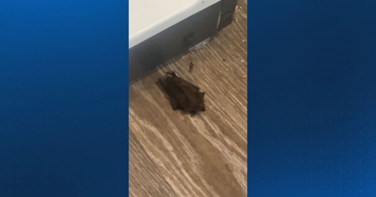 Bats spark rabies scare among UGA students, vaccine shots administered – WSB-TV Channel 2
