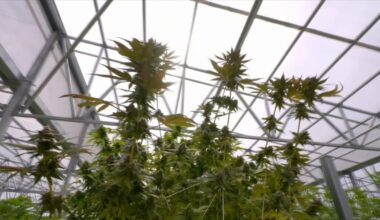 Major changes to medical marijuana law may be coming to Georgia; some doctors raising alarm – WSB-TV Channel 2