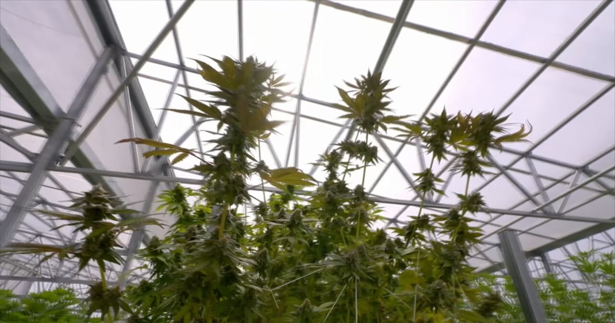 Major changes to medical marijuana law may be coming to Georgia; some doctors raising alarm – WSB-TV Channel 2