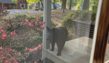 Black bear spotted on Cobb family’s front porch – WSB-TV Channel 2