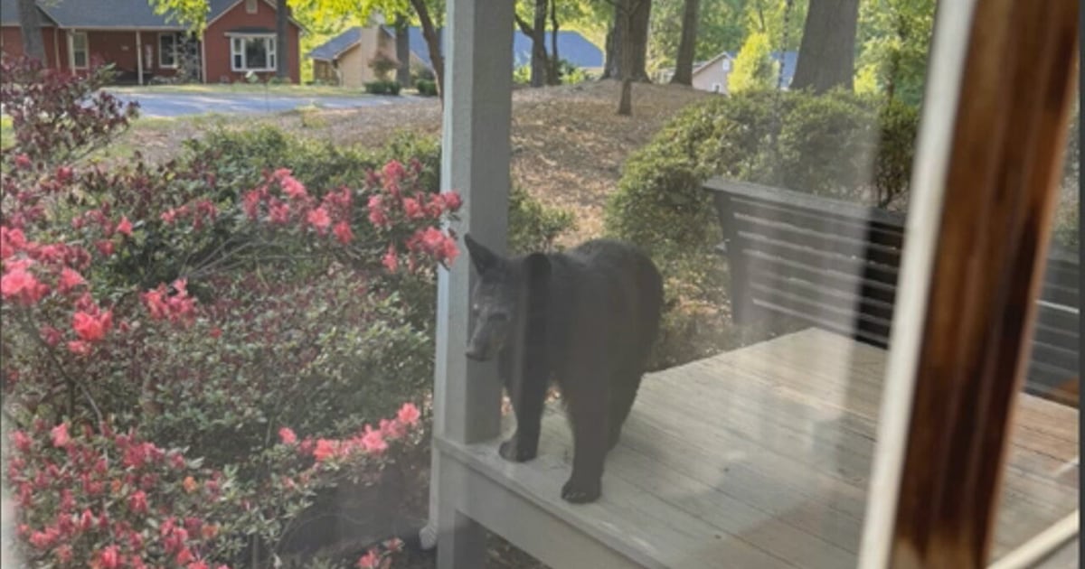 Black bear spotted on Cobb family’s front porch – WSB-TV Channel 2