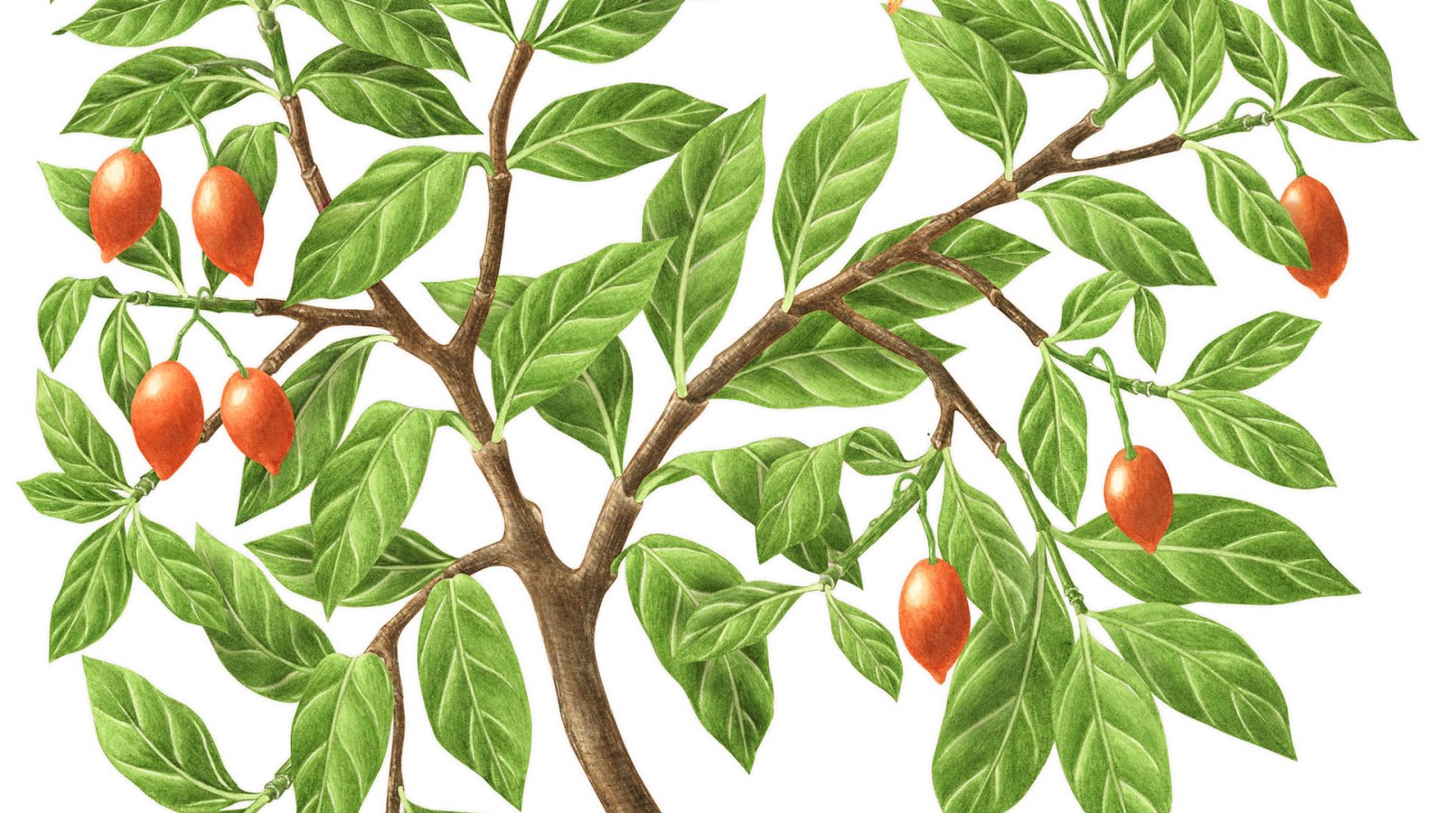 How the Psychedelic Right Embraced an African Plant