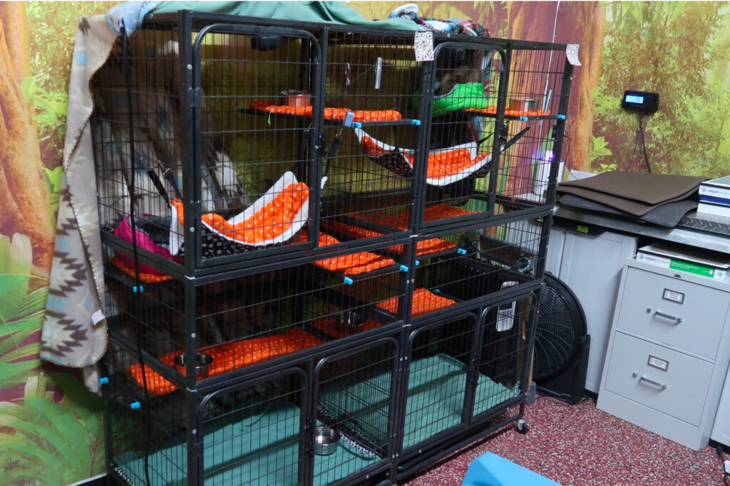 On Aug. 7, 2025, inspectors with the Florida Fish and Wildlife Conservation Commission gave Sloth World a verbal warning for housing sloths in cages that were too small. Credit: Florida Fish and Wildlife Conservation Commission