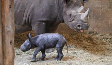 What To Expect When A Rhino Is Expecting
