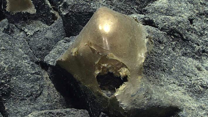 Marine Biologists Solve Mystery of Deep-Sea ‘Golden Orb’