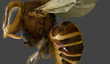 In this electron micrograph, Varroa destructor (arrow) is wedged between the abdominal plates of a honey bee’s exoskeleton. Image credit: UMD / USDA / PNAS.