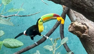 Bronx Zoo rehabilitates 14 toucans found hidden in car dashboard at US-Mexico border