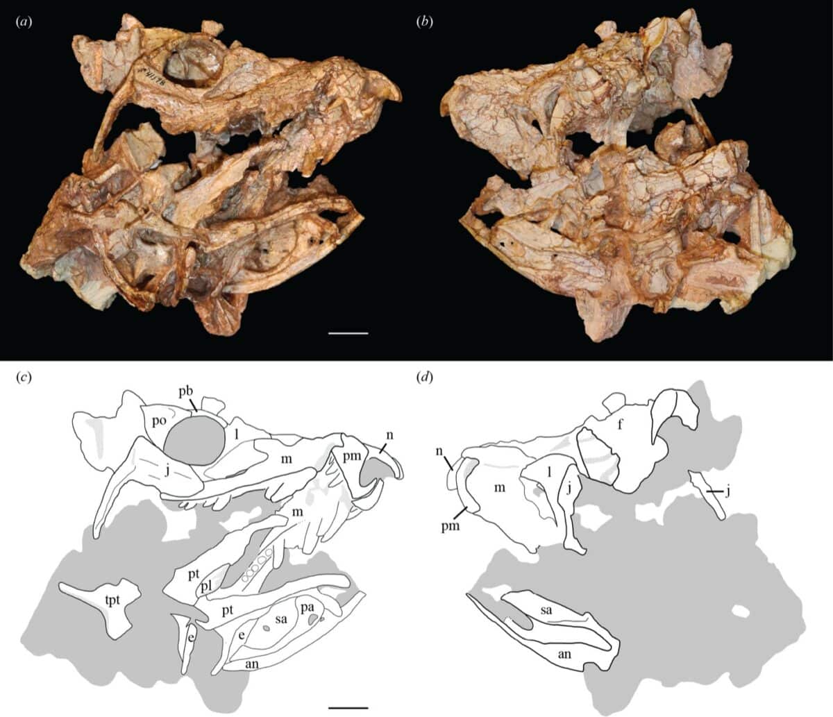 Introducing A New Preh