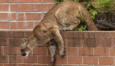 Mountain lion captured in Marin as wildlife project expands