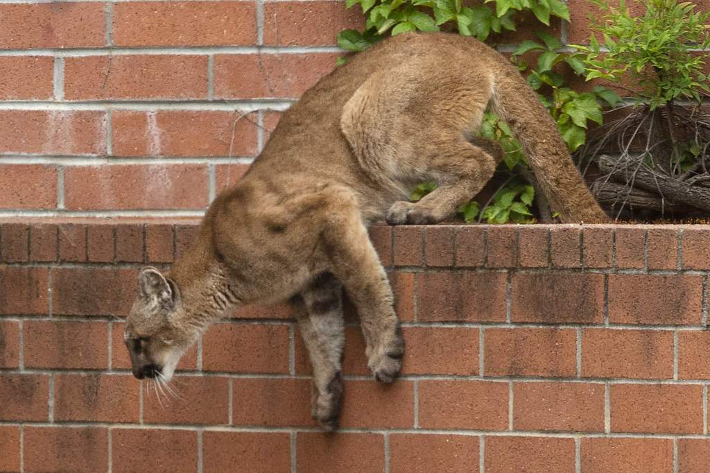 Mountain lion captured in Marin as wildlife project expands