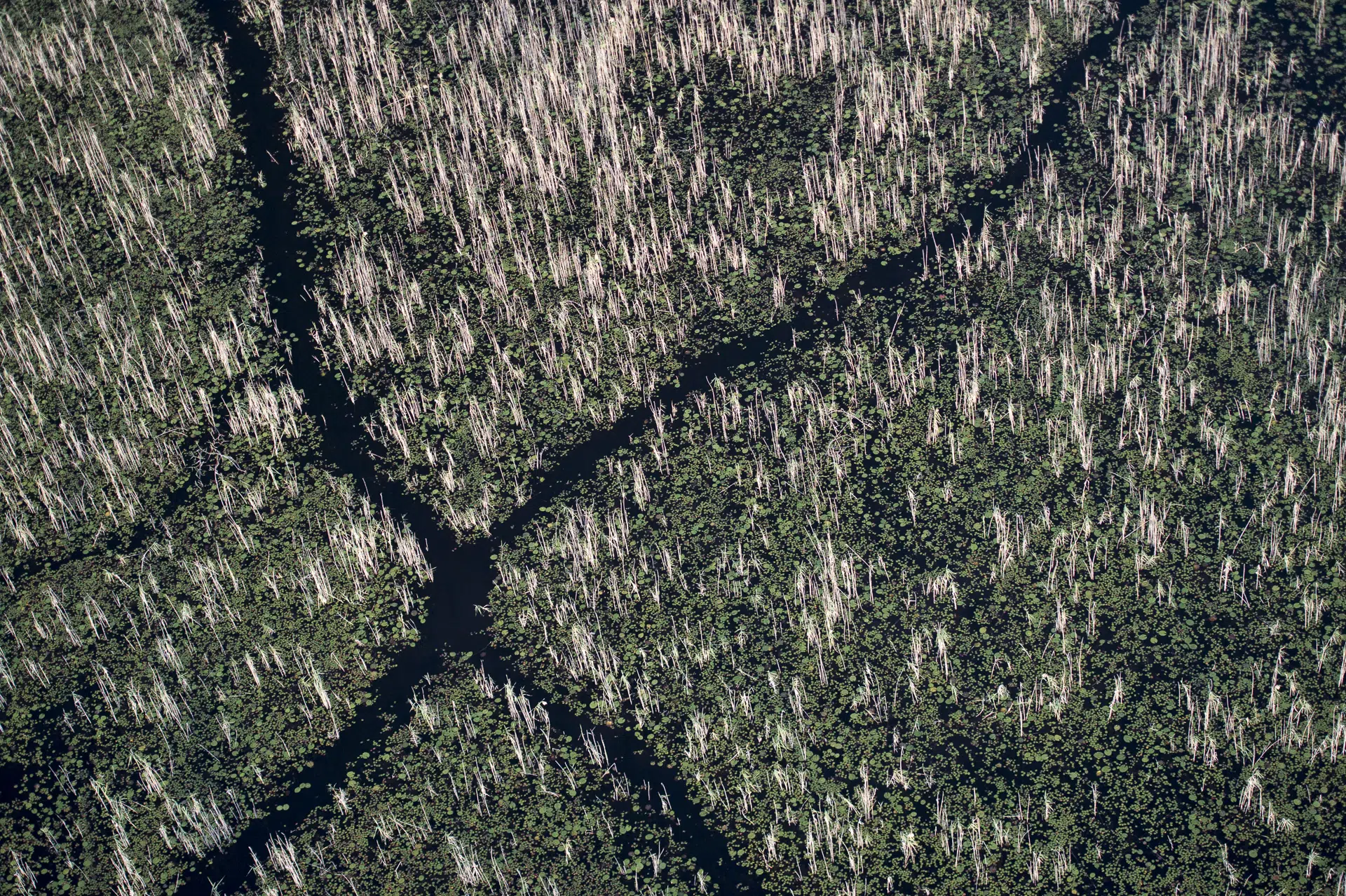 Botswana, 2014. Hippos move through the Okavango Delta guided less by sight than by smell. With relatively poor eyesight, they rely on scent to orient themselves in the dark, following familiar olfactory cues as they leave the water each night to graze. Over time these repeated movements carve clear corridors through the landscape, subtle on the ground but unmistakable from above.
