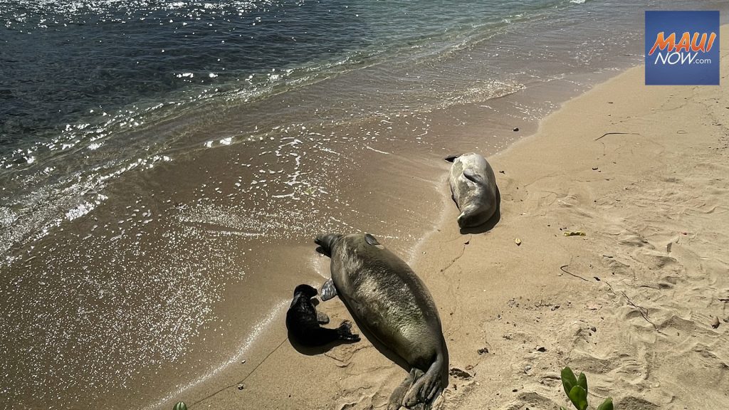 Peak monk seal pupping season is underway; public reminded to give seals space : Maui Now
