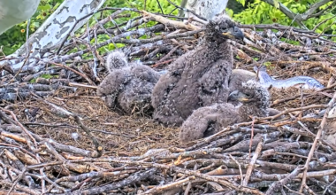 U.S. Steel eaglet returned to nest after surgery to remove fishhook