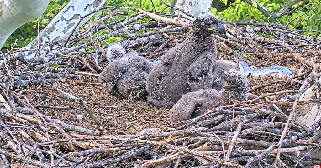 U.S. Steel eaglet returned to nest after surgery to remove fishhook
