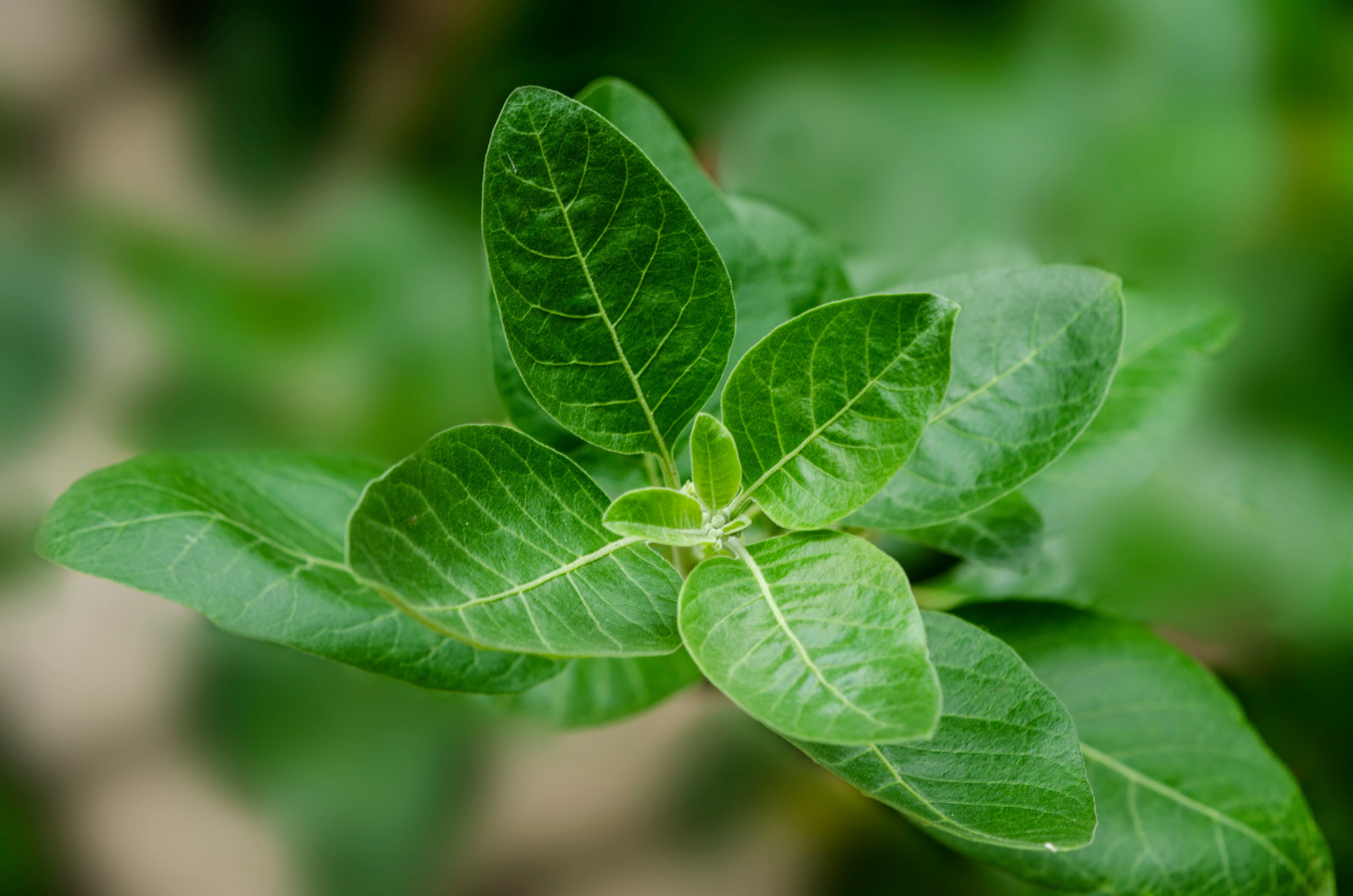 Health experts stress that ashwagandha should be treated as a medicinal herb, not a daily food supplement. Photo: Unsplash