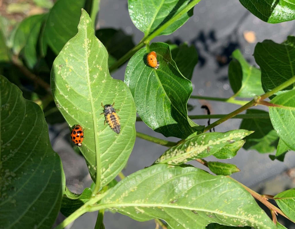 Three insects are visible on green crapemyrtle leaves: a red and black-spotted ladybug; a dark, spiky larva; and an orange pupa. Sunlight highlights the leaves.