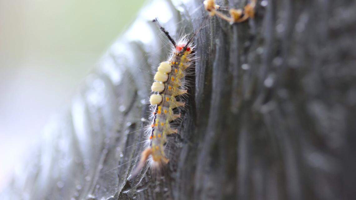 RBC Heritage fans are getting rashes from SC caterpillars