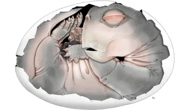 Mammal ancestors laid eggs, and this 250-million-year-old fossil finally proves it