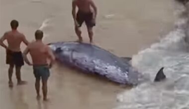 Shocking moment beachgoers push wounded beaked whale back to sea