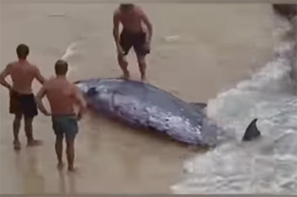 Shocking moment beachgoers push wounded beaked whale back to sea