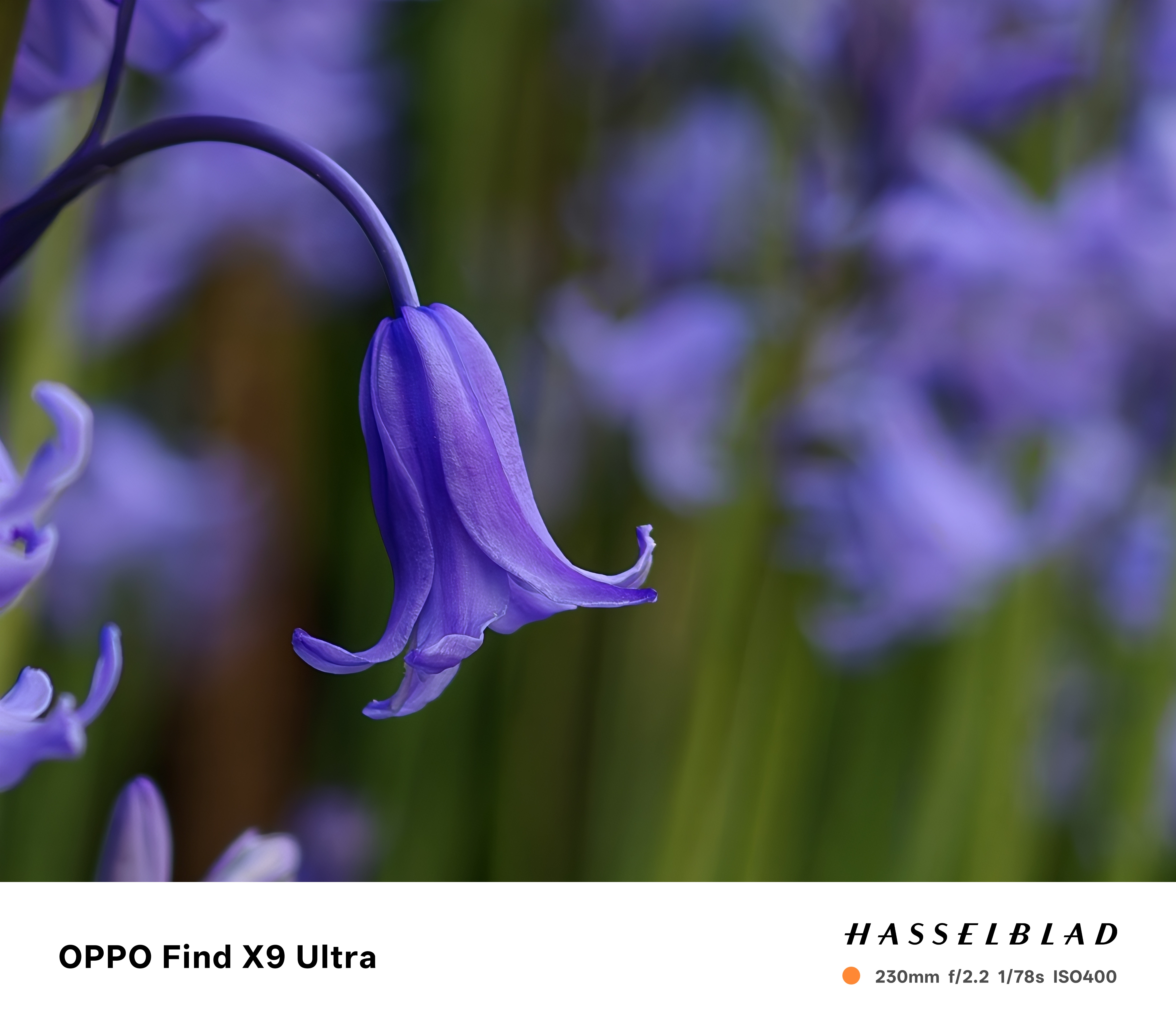 A closeup of a bluebell