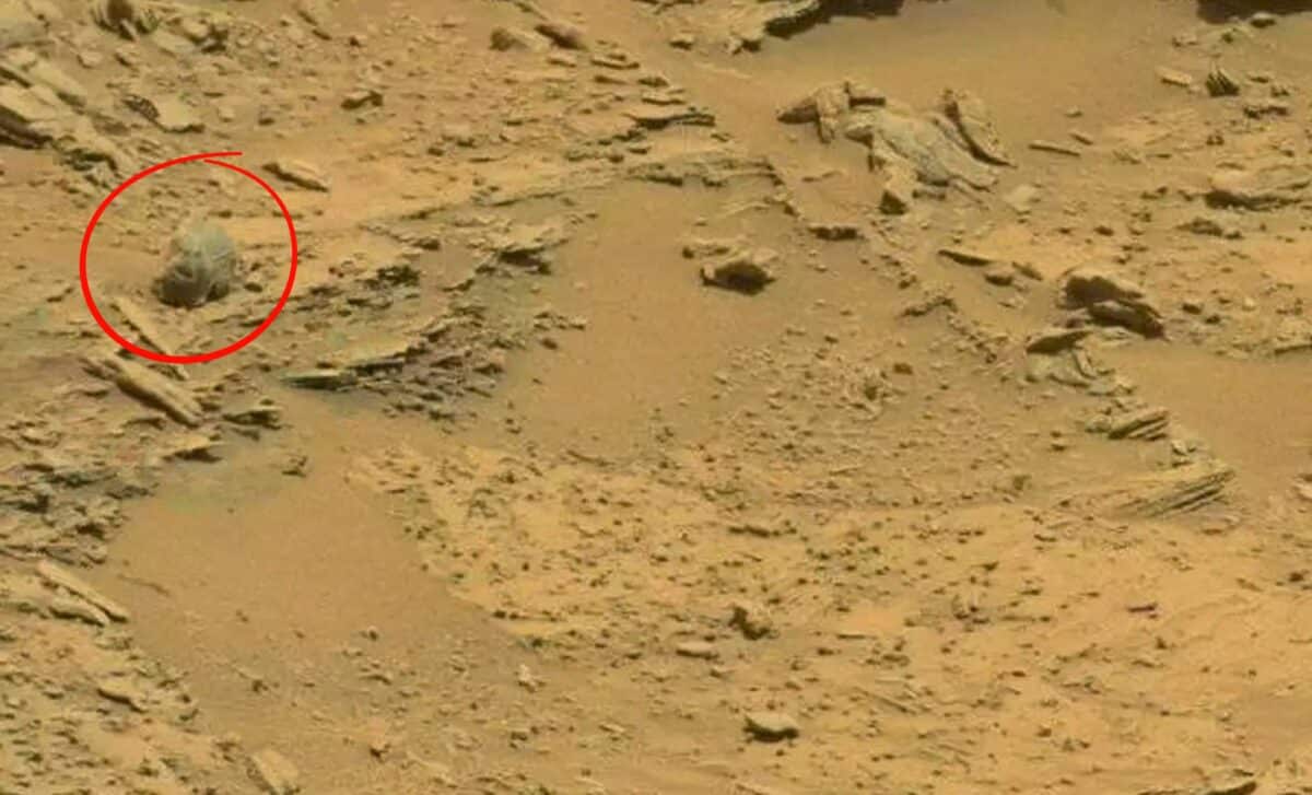 Nasa Rover Photos Show Objects Resembling Insects And Reptiles