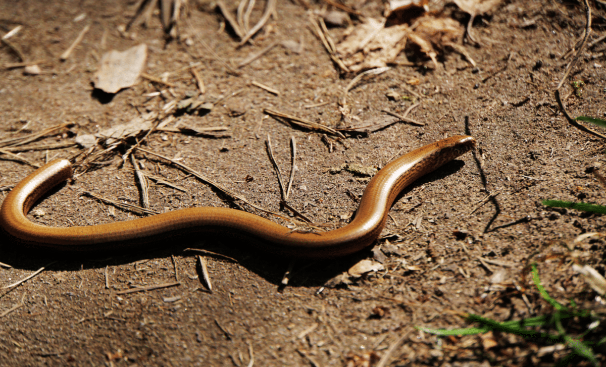 New Species Of Legless Lizard Discovered In Taiwan, Finally Solving A Century Old Mystery