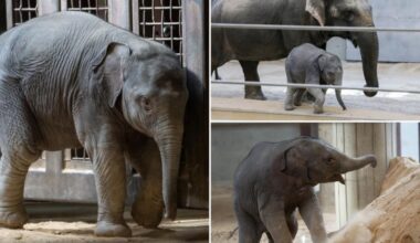 Baby elephant Linh Mai shunned by her mother