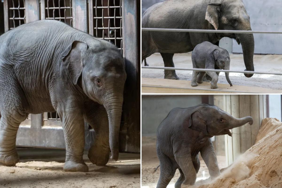 Baby elephant Linh Mai shunned by her mother