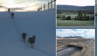 Largest wildlife overpass in North America saving lives of people and animals
