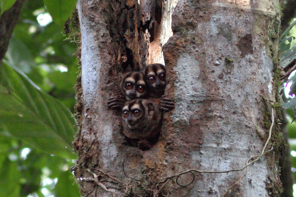 Colombia’s main river redraws the map of little-known night monkeys