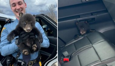 Un-bear-ably cute! NJ troopers rescue bear cub from busy highway