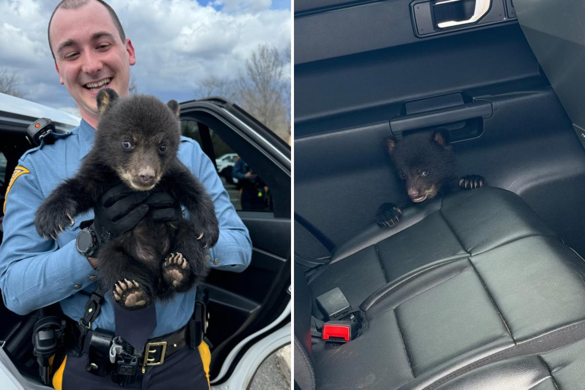Un-bear-ably cute! NJ troopers rescue bear cub from busy highway