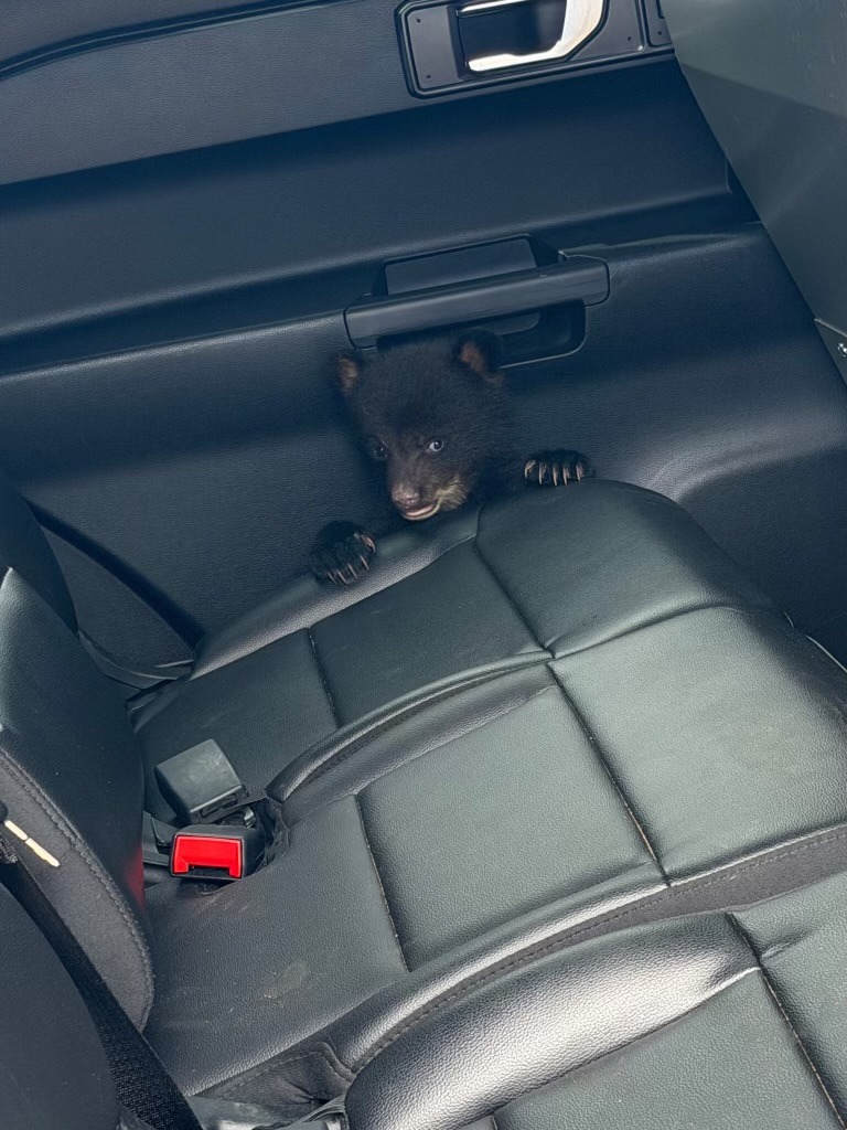 Black bear cub in the backseat of a car.