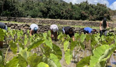 Maui Council hears appeals for agriculture and animal shelter relief : Maui Now