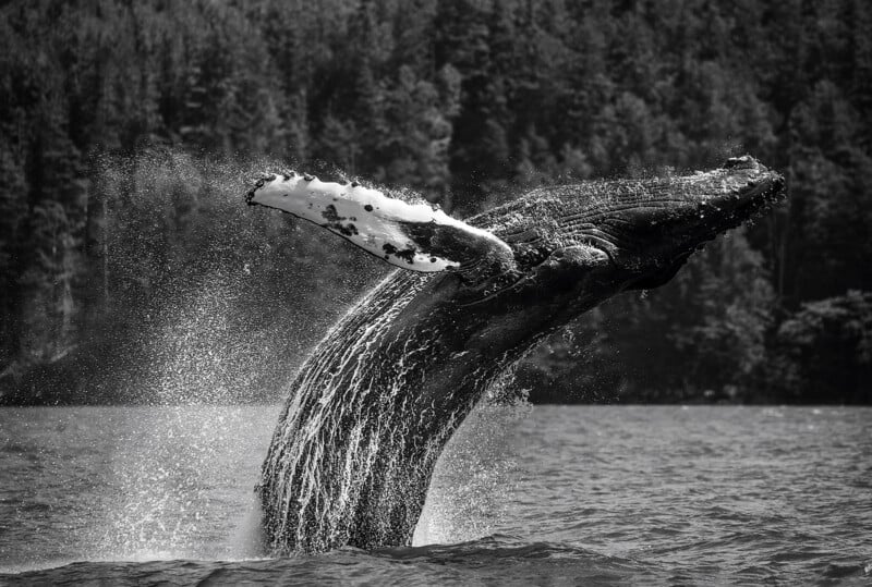 A humpback whale breaching out of the water, with its pectoral fin raised and water splashing around, set against a blurred forested background. The image is in black and white.