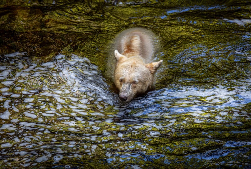 A light-colored bear swims through greenish water, with bubbles and foam visible on the surface. The bear’s head and upper body are above water as it moves forward.