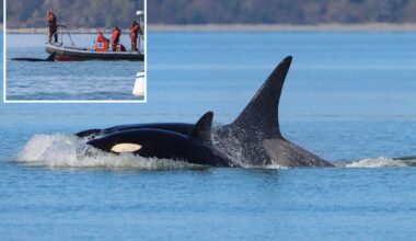 'Crowd favorite' orcas shock whale watchers with first-time visit to Seattle