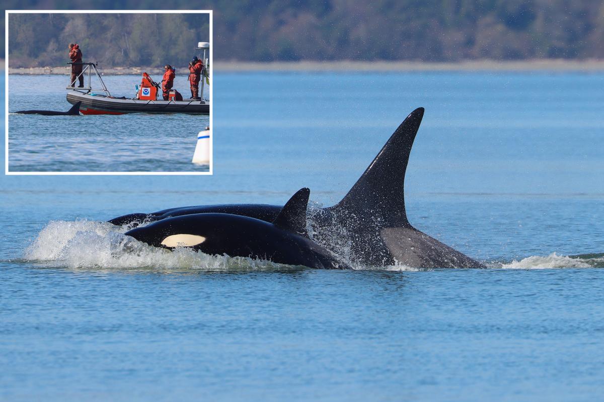 'Crowd favorite' orcas shock whale watchers with first-time visit to Seattle