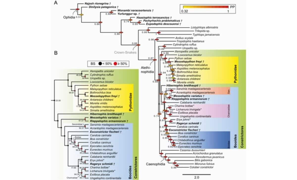 Phylogenetic Placement Of Hibernophis Breithaupti Within Booidea (bayesian And Parsimony Analyses) ©zoological Journal Of The Linnean Society
