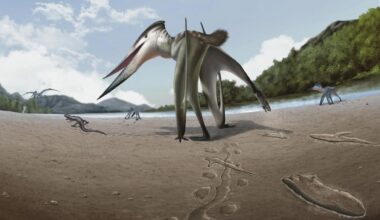 Ancient Footprints Suggest a Flying Predator Was Chasing Prey on Land : ScienceAlert