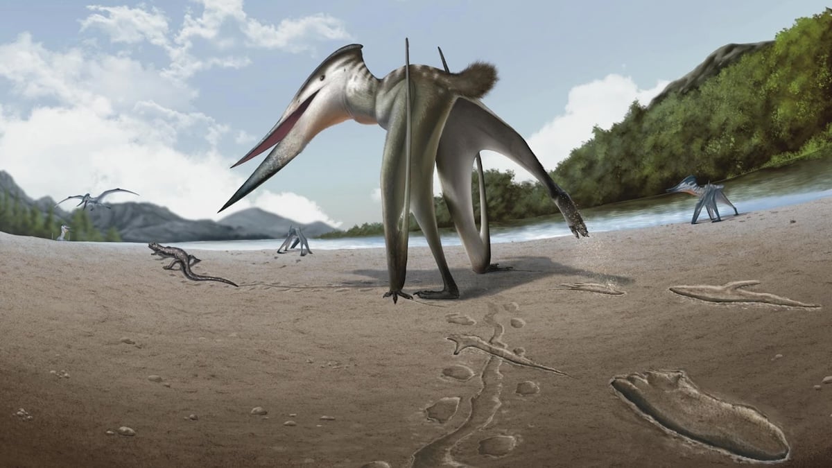 Ancient Footprints Suggest a Flying Predator Was Chasing Prey on Land : ScienceAlert