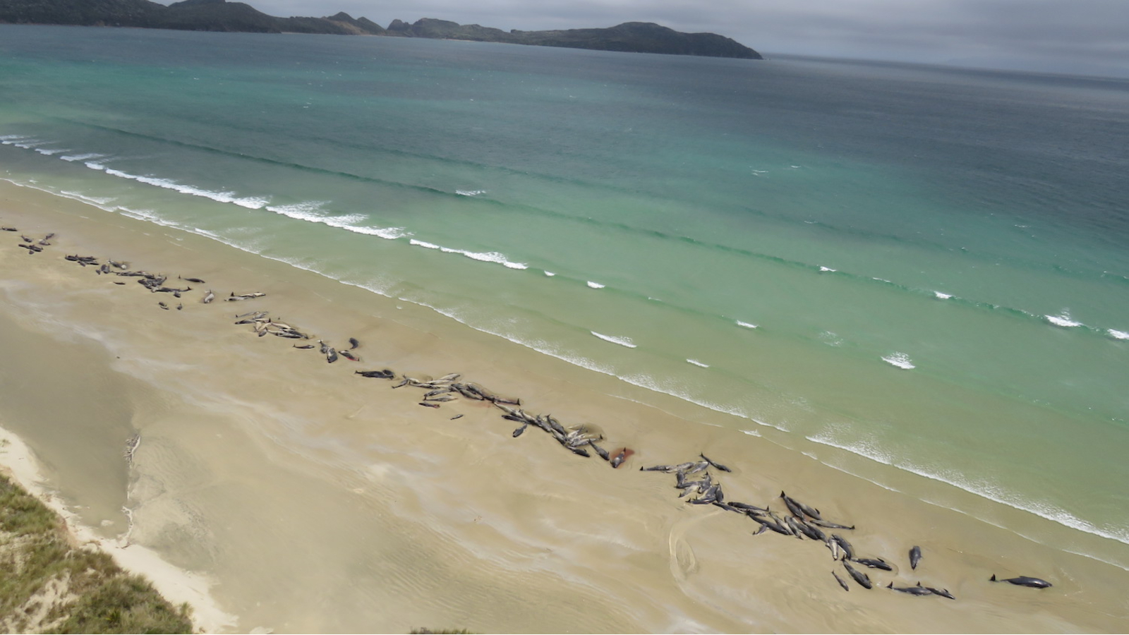 Photo of a beach with hundreds of dead pilot whales lined along the shoreline