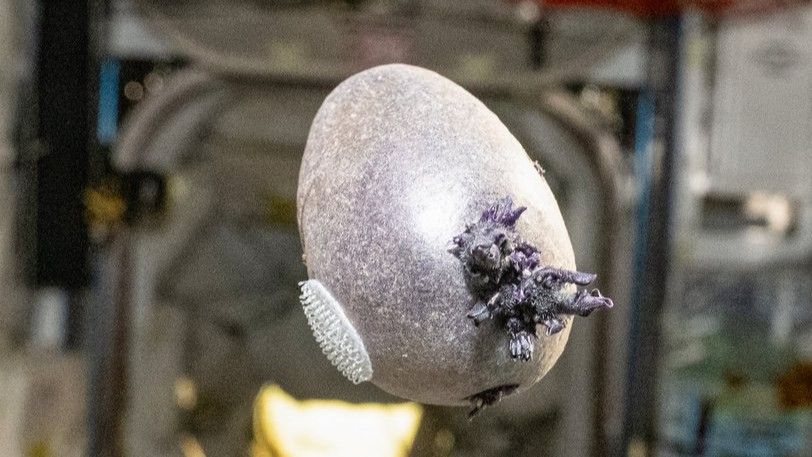 A purple potato with velcro attached and emerging sprouts floats mid-air aboard the ISS.