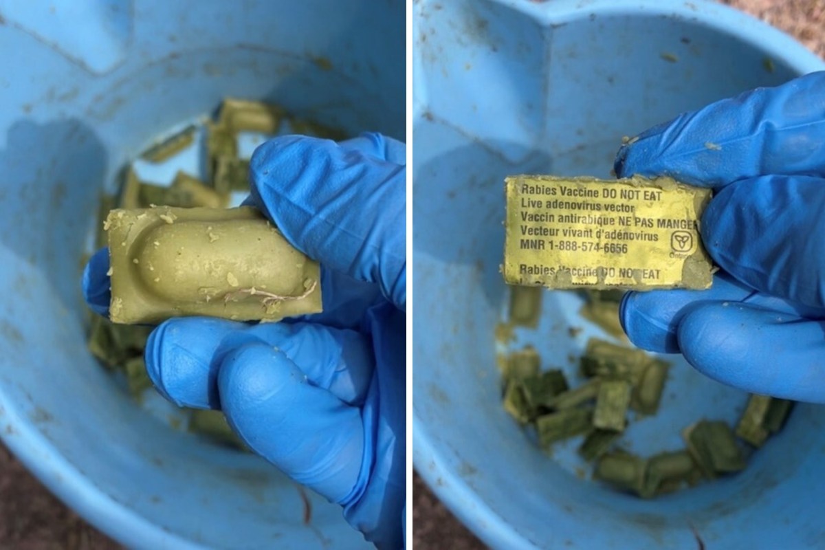 A gloved hand holds a greenish block labeled “Rabies Vaccine DO NOT EAT” above a bucket containing several similar blocks.